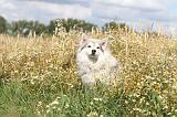 CHIEN FINNOIS DE LAPONIE 074